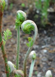 Königsfarn - Osmunda regalis