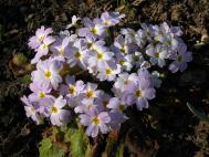 Karnevals-Primel - Primula vulgaris subsp. sibthorpii