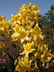 Gelbe Alpenrose - Rhododendron luteum