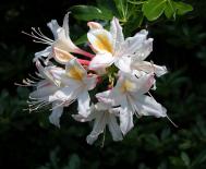 Westliche Alpenrose - Rhododendron occidentale
