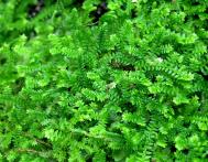 Schweizer Moosfarn - Selaginella helvetica