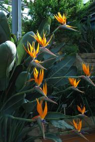 Paradiesvogelblume - Strelitzia reginae
