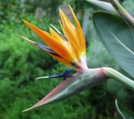 Paradiesvogelblume - Strelitzia reginae