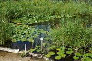Teich im Sumpf- und Wasserpflanzengarten Sumpf- und Wasserpflanzengarten