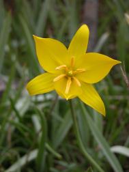 Wilde Tulpe - Tulipa sylvestris