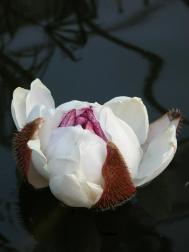 Amazonas Riesenseerose - Victoria amazonica