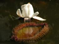 Amazonas Riesenseerose - Victoria amazonica
