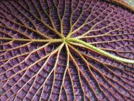 Amazonas Riesenseerose - Victoria amazonica
