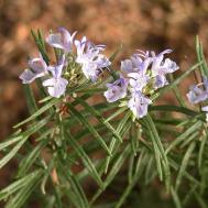Rosmarin - Rosmarinus officinalis Rosmarin - Rosmarinus officinalis