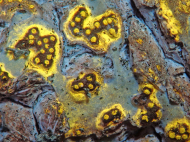 Allographa labiata und Astrothelium stromatolucidum sind nur zwei der insgesamt 28 neu entdeckten Flechtenarten im kolumbianischen Amazonasgebiet. Astrothelium stromatolucidum zeichnet sich durch seine Fluoreszenz aus: Teile der Flechte leuchten unter ultraviolettem Licht gelb.