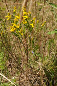 Genista germanica (c) Botanischer Garten Berlin_ Foto_Elke Zippel