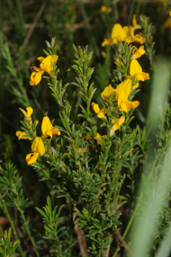 Genista pilosa (c) Botanischer Garten Berlin_ Foto_Elke Zippel