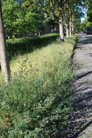 Hybrid_Luzerne_Straßenrand_Berlin-Dahlem.JPG