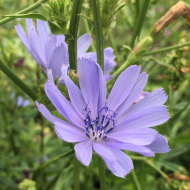 2019_07_11_Alter_Bot_Garten_Cichorium_intybus.jpg