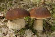 boletus_reticulatus_copyright_e_gerhardt.jpg