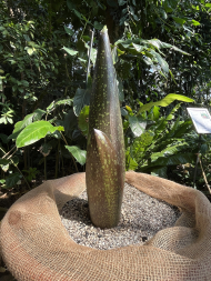 Titanenwurz_Amorphophallus_titanum_Blütenstand