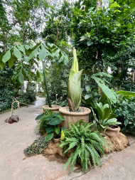 Titanenwurz_Amorphophallus_titanum_Blütenstand