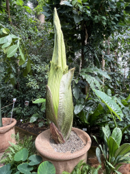 Titanenwurz_Amorphophallus_titanum_Blütenstand_25.6.2025