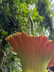 Titanenwurz_Amorphophallus_titanum_Blütenstand_29.6.2025 .jpeg (1)