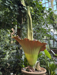 Titanenwurz_Amorphophallus_titanum_Blütenstand_29.6.2025 (6)