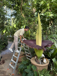 Titanenwurz_Amorphophallus_titanum_Blütenstand_29.6.2025