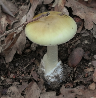 Grüner_Knollenblätterpilz _Amanita phalloides