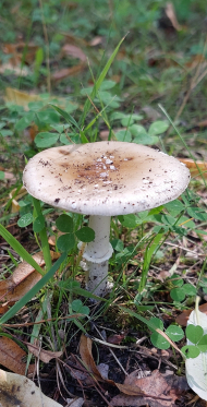 Pantherpilz_Amanita pantherina