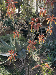 Aloe somaliensis