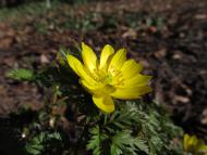 Amur-Adonisröschen (Adonis amurensis) im Botanischen Garten Berlin © G. Hohlstein, Botanischer Garten und Botanisches Museum Berlin