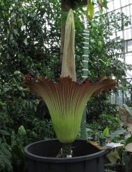 Titanenwurz (Amorphophallus titanum) © G. Hohlstein, Botanischer Garten und Botanisches Museum Berlin