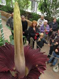 Titanenwurz (Amorphophallus titanum) © G. Hohlstein, Botanischer Garten und Botanisches Museum Berlin