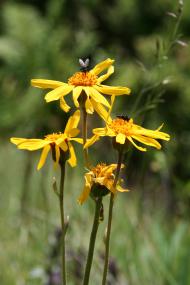 Arnika (Arnica montana) Foto: N. Köster, Botanischer Garten und Botanisches Museum Berlin