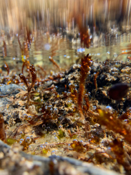 Biofilm im Flachwasser eines Sees auf der Insel Blomstrandhalvøya im Kongsfjord auf Spitzbergen. Die Luftblasen verraten die starke Sauerstoffproduktion des Biofilms.