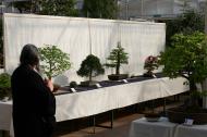 Bonsaiausstellung des Bonsaiclub-Berlin im Botanischen Garten Berlin. Foto: Bonsaiclub-Berlin