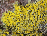 Gewöhnliche Leuchterflechte (Candelaria concolor)