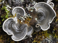 Die robuste Cora elephas kommt ausschließlich auf Gestein im Paramo von Sumapaz nahe Bogotá in Kolumbien vor, dem größten Paramo der Welt mit etwa 1800 km2.Foto: R. Lücking, Botanischer Garten und Botanisches Museum Berlin