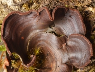 Cora rubrosanguinea aus Ecuador ist durch ein rotbraunes Pigment gekennzeichnet, welches beim Befeuchten getrockneter Exemplare freigesetzt wird. Foto: R. Lücking / Botanischer Garten und Botanisches Museum Berlin