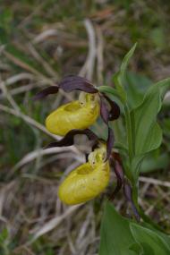 Frauenschuh (Cypripedium calceolus). Foto: G. Parolly, Botanischer Garten und Botanisches Museum Berlin