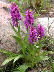 Breitblättriges Knabenkraut (Dactylorhiza majalis) Foto: I. Haas, Botanischer Garten und Botanisches Museum Berlin