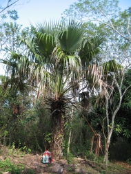 Die heute in El Salvador sehr seltene Fächerpalme Brahea salvadorensis. Sie ist eine der acht in El Salvador heimischen Palmenarten. Aus den Fasern werden Sonnenhüte hergestellt. Foto: Dagoberto Rodríguez