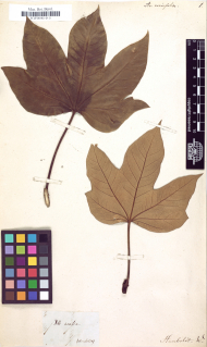 Typus-Beleg Aralia acerifolia / Alexander von Humboldt