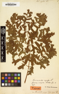 Typus-Beleg Königsfarn / Alexander von Humboldt 