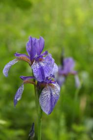 Sibirische Schwertlilie (Iris sibirica). Foto: N. Köster, Botanischer Garten und Botanisches Museum Berlin