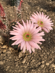 Kakteentage Kaktus Echinocereus spec.