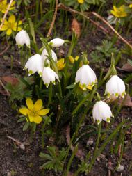 Märzenbecher/Fruehlingsknotenblume (Leucojum vernum) im Botanischen Garten Berlin © I. Haas, Botanischer Garten und Botanisches Museum Berlin