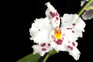 Orchidee Oncidium Hans Koch 'Nurelias'