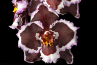Orchidee Oncidium Teipels Mitternacht 'Nurelias'