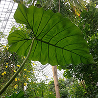 Philodendron maximum