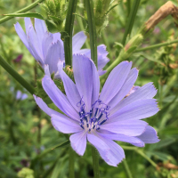 2019_07_11_Alter_Bot_Garten_Cichorium_intybus.jpg