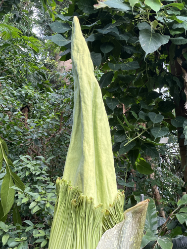 Titanenwurz_Amorphophallus_titanum_Blütenstand_25.6.2025